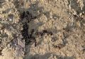Camponotus piceus